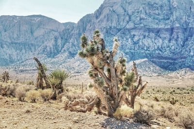 Trees in a desert