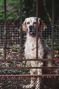 Portrait of dog behind gate