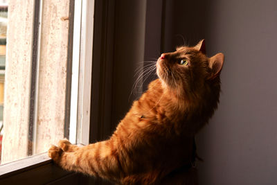 Close-up of a cat looking away, illuminated by the window light