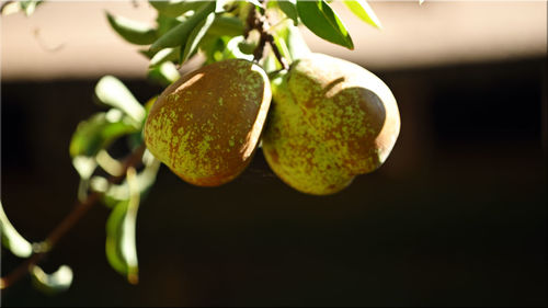 Close-up of fruits hanging on tree