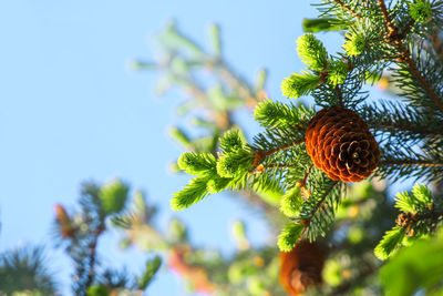 Fir with cones and needles against the blue sky. evergreen coniferous christmas tree