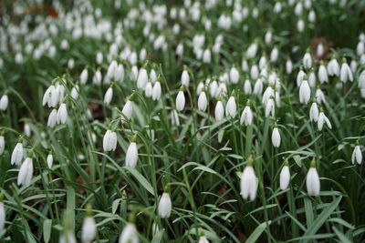 Close-up of white flowering plants on field