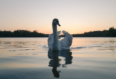 Swan floating on virginia water lake at sunset