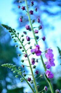 Close-up of purple flowers