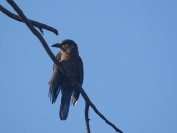 Low angle view of bird perching on branch against sky