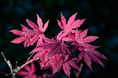 Close-up of maple leaves