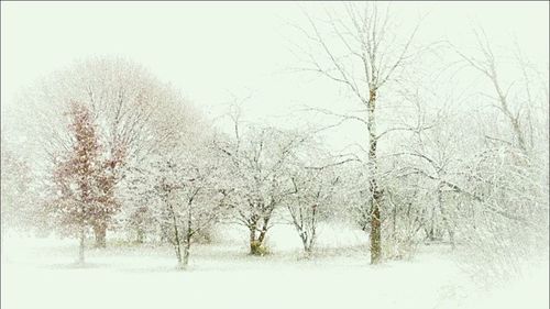 Bare trees on field