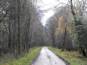 Road passing through forest