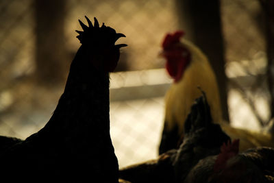 Close-up of birds against blurred background