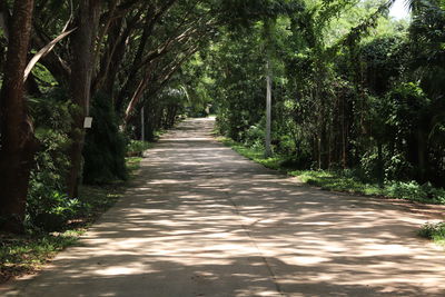 The concrete walkway in a lush forest