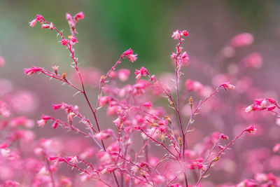 Close-up of pink flowering plant