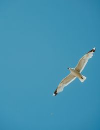 Low angle view of seagull flying against clear sky