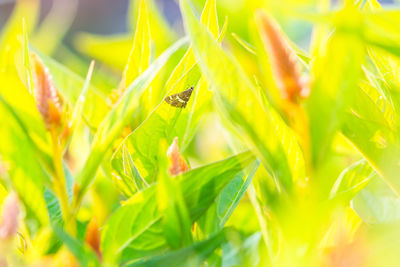 Plants growing on sunny day