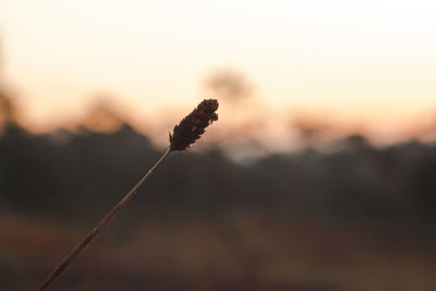 Close-up of silhouette plant against sky during sunset