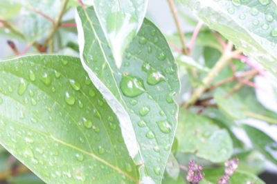 Close-up of raindrops on leaves