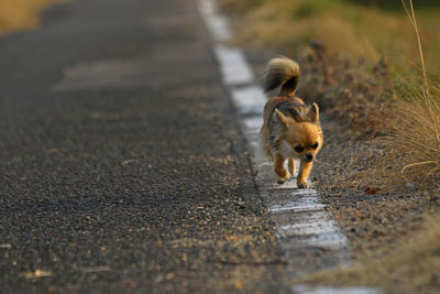 Full length of a cat on road