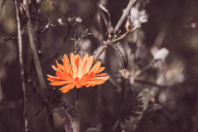 Close-up of orange flower