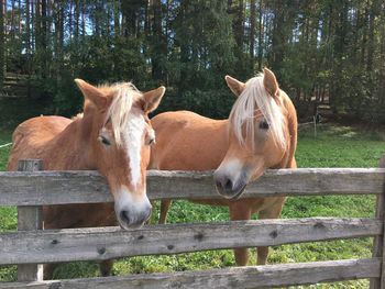 Horses in ranch