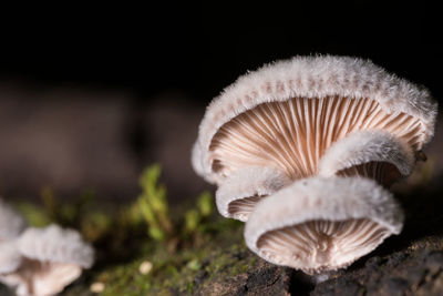 Close-up of mushroom growing on field