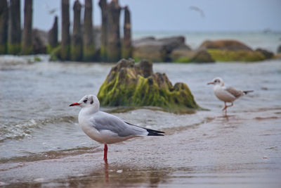 Seagull perching on a beach