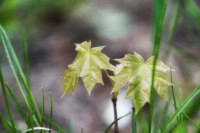 Close-up of fresh green plant