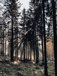 Trees in forest