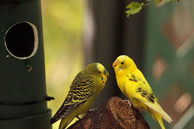 Courting budgerigar parakeet birds melopsittacus undulatus offer each other seed.