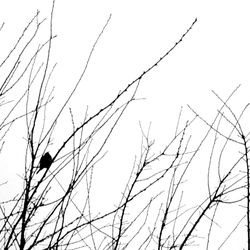 Low angle view of bird perching on tree against sky