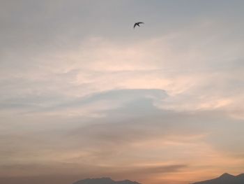 Low angle view of bird flying in sky