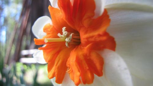 Close-up of orange flower