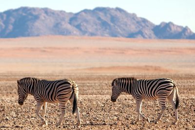 View of a zebra grazing in field