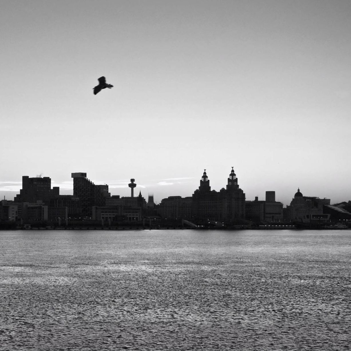 bird, building exterior, architecture, built structure, clear sky, animal themes, flying, copy space, animals in the wild, wildlife, one animal, waterfront, water, seagull, city, rippled, outdoors, mid distance, spread wings, sea