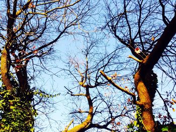 Low angle view of bare trees against sky