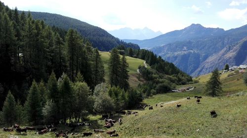 Panoramic view of trees on landscape against sky