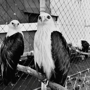 Portrait of brahminy kites perching on branch in cage at zoo