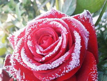 Close-up of red flower against blurred background