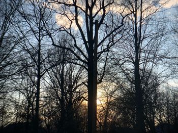 Silhouette of bare trees in forest during sunset