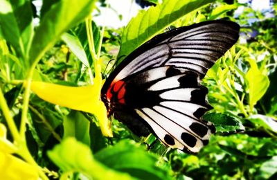 Close-up of butterfly on flower