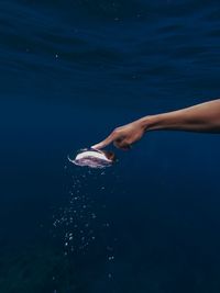 Cropped hand touching fish underwater