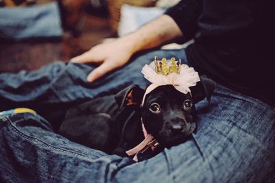 High angle portrait of dog relaxing outdoors