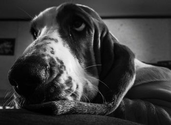 Close-up of dog relaxing at home