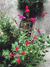 Close-up of red flowers blooming outdoors