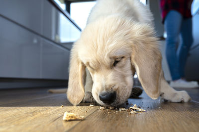 Male golden retriever puppy eats a dogs treat from modern vinyl planks in the living room of home