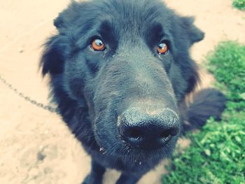 Portrait of dog on field