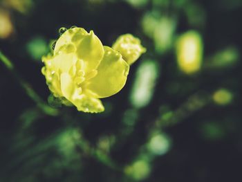 Close-up of plant against blurred background