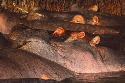 Hippos in a lake