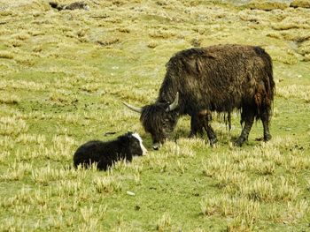 Sheep grazing in a field