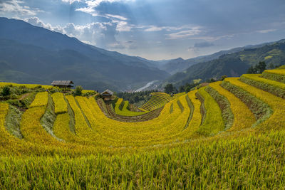 Scenic view of agricultural field against sky