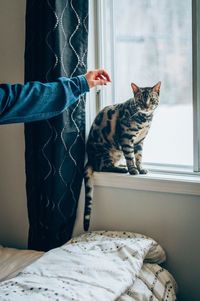 Cat sitting on window at home with hand reaching out