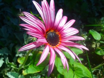 Close-up of honey bee on purple coneflower blooming outdoors